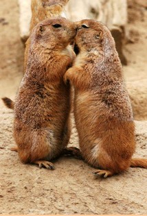 Una coppia di arvicole di prateria. In Messico sono conosciute come "perritos de las praderas".