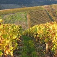 Crisi per il vino italiano.