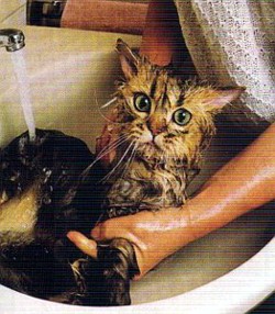 Conclusioni poco grate ai "gattofili".