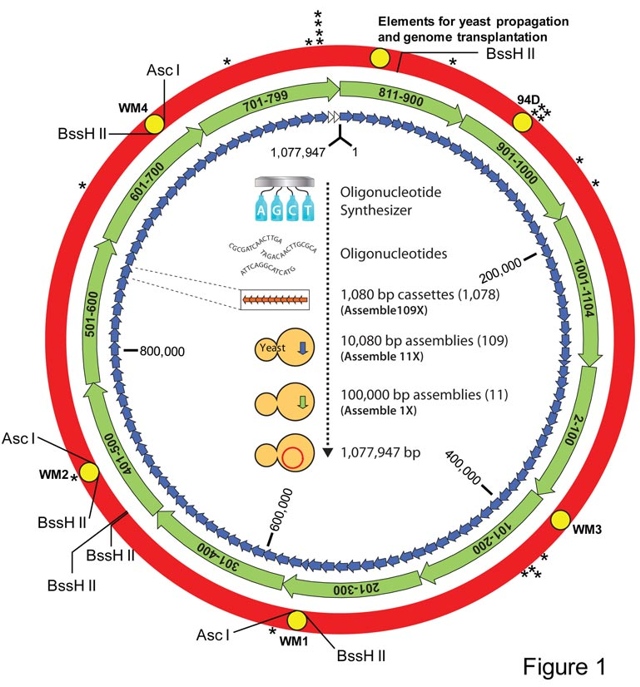 Lo «schema» della prima cellula artificiale.
