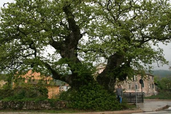 Veneto: il platano dei 100 bersaglieri.