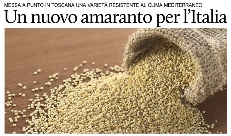 Anche in Toscana si coltiver� l'amaranto, antico grano dei Maya e degli Aztechi.