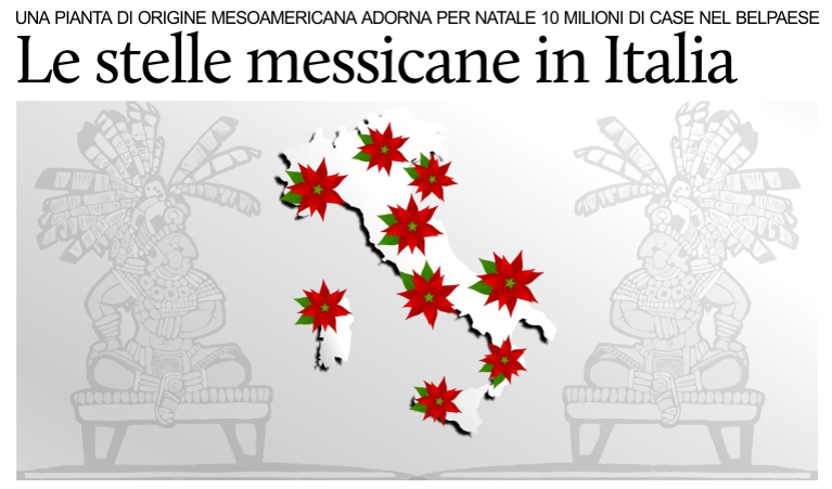 Milioni di stelle di Natale �pianta originaria del Messico� vendute in Italia.