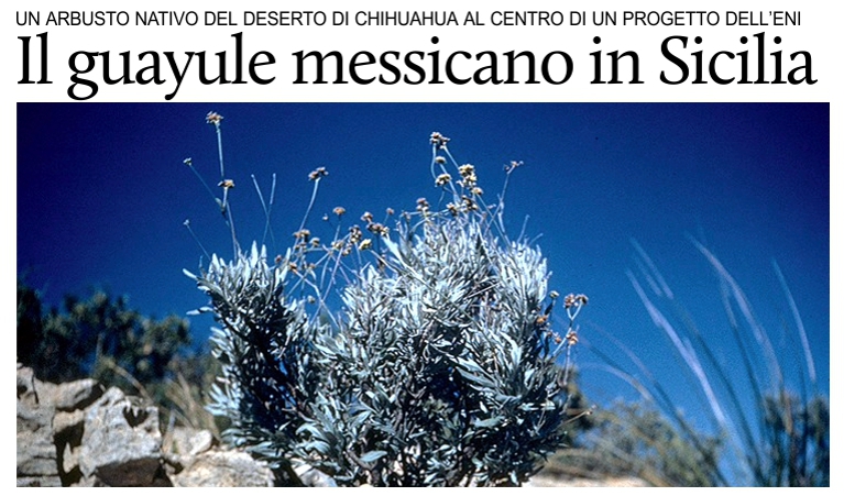 L'Eni coltiva il guayule messicano per produrre gomma naturale in Sicilia.