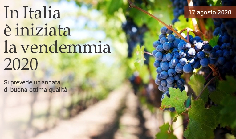 In Italia � iniziata la vendemmia 2020